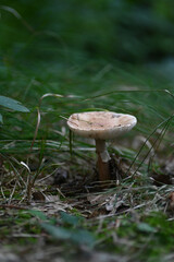 Vibrant Autumn Mushroom in a Serene Forest Landscape with Moody Tones and Natural Foliage