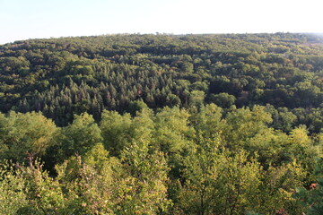 A forest of trees