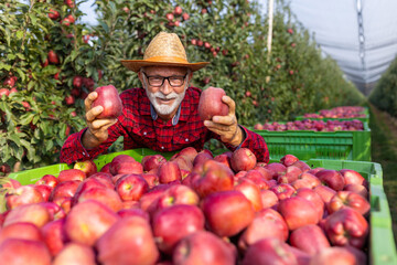 Senior farmer satisfied with apples yield in autumn - 653863435
