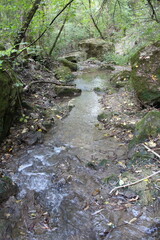 A stream in a forest