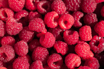 Ripe raspberries. Raspberry background. Banner of fresh ripe organic raspberries. Juicy berry