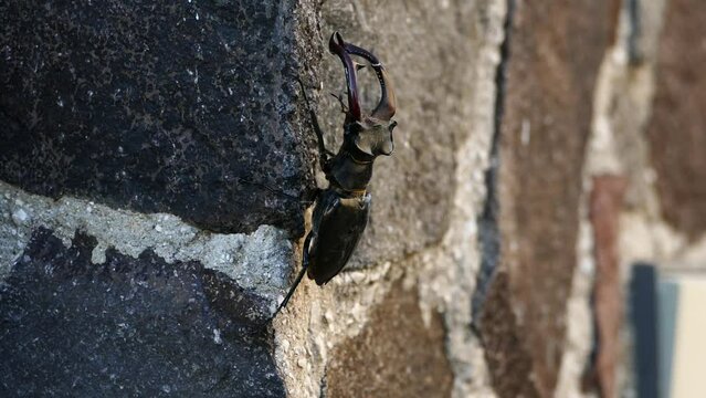 Slow-motion footage of a European stag beetle (Lucanus cervus) gracefully taking off from a wall surface