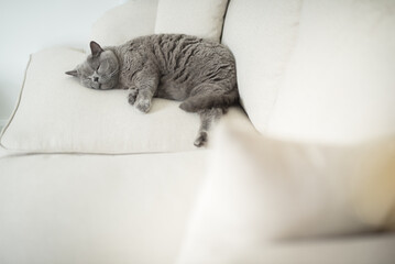 British Shorthair cat lies down on a really comfortable way with her legs stretched and her eyes almost closed on the edge of a beige sofa in a house in Edinburgh, Scotland, United Kingdom
