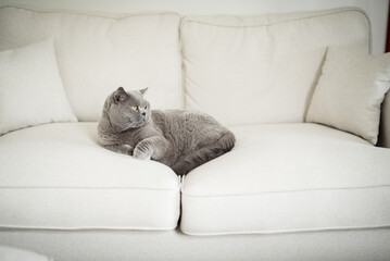 Elegant grey British Shorthair cat lsitting  in the middle of  a white couch looking away in an...