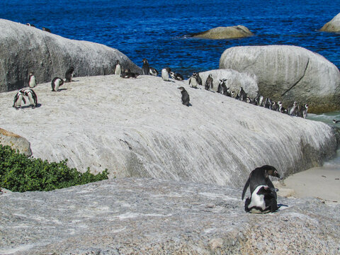 Penguins at boulders beach in cape town south africa