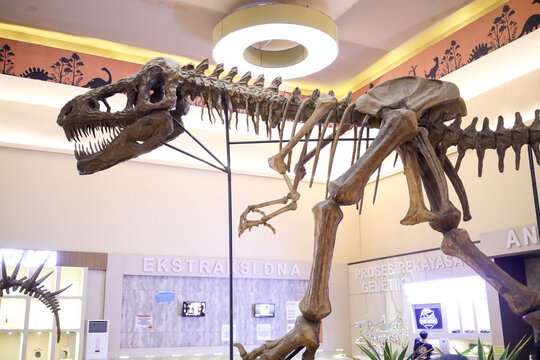 East Java, Indonesia - August 14, 2023. Fossil and Satue of a T-rex dinosaur in the Dino Park for study tour and education in Jatim Park 3, Indonesia.