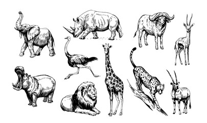 African animals, lion, elephant, gazelle, rhinoceros, cheetah, antelope, hippopotamus, rhinoceros, giraffe. Set of vector sketch illustrations © aksol