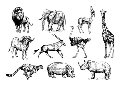 African animals, lion, elephant, gazelle, rhinoceros, cheetah, antelope, hippopotamus, rhinoceros, giraffe. Set of vector sketch illustrations