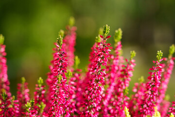 Fototapeta premium Calluna vulgaris, colorful heather, close-up background image