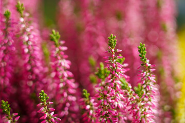 Calluna vulgaris, colorful heather, close-up background image