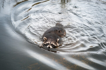 wild raccoon swims in the water © Leka