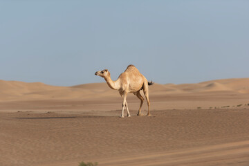 camel walking in the desert, animal of the Middle East, desert landscape