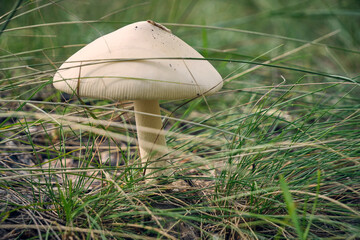 Mushroom in forest background of grass. - obrazy, fototapety, plakaty