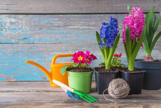 Spring gardening concept; Spring flowers: hyacinth, primula, watering can and gardening tools on the old blue paint wooden background