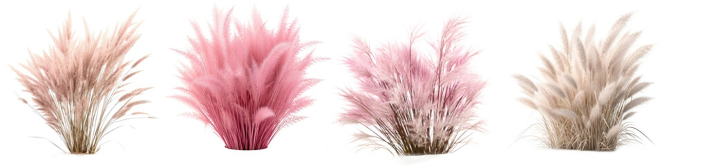 set of Bush of blooming ornamental grass isolated on white background