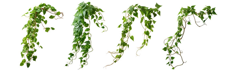Set of green leaves from Javanese treebine or grape ivy (Cissus spp.), a jungle vine and hanging ivy plant bush foliage, isolated on a white background with a clipping path. - obrazy, fototapety, plakaty