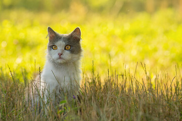Outdoor life of  inquisitive cats exploring the garden. Inquisitive cat walks among the grass, flowers and trees