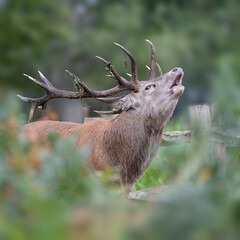 Active large red deer stag in the bracken during the autumn rutting season in Bushy Park