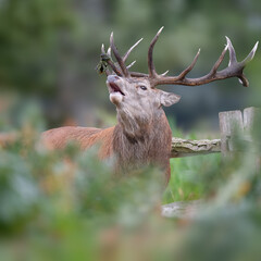 Active large red deer stag in the bracken during the autumn rutting season in Bushy Park