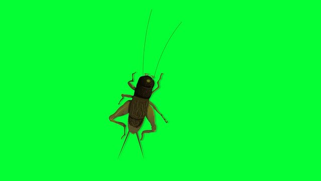 insect, black cartoon bug background and 2d animation, creature
