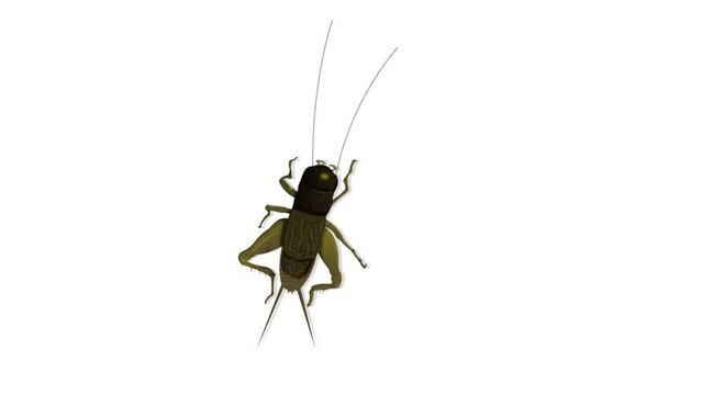 insect, black cartoon bug background and 2d animation, creature