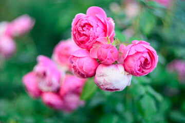 roses