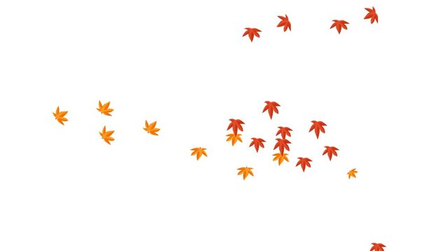 maple leaves falling background and 2d animation, foliage, heap, nature leave 