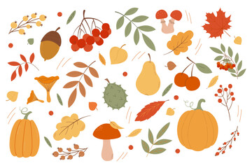 Large set of autumn elements. Leaves of maple, mountain ash, oak. Autumn harvest. Mushrooms, berries, pumpkins. Vector illustration