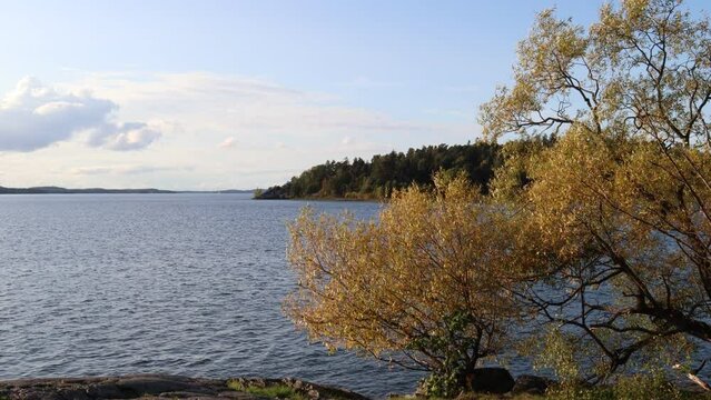 Landscape view at a lake. Autumn tree. Stockholm, Sweden.