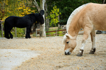 Przewalski's horses standing in a corral with trimmed manes