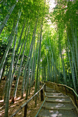 Harashiama bamboo forest in kyoto in japan
