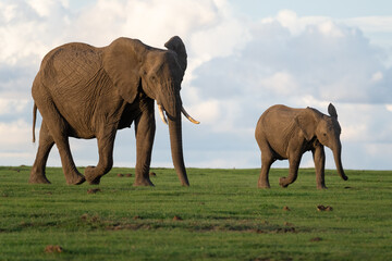 An African Elephant and a baby Elephant walking in sync across the African Savanna in Ol Pejeta...