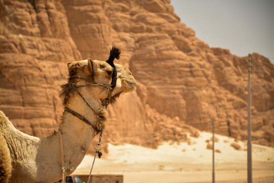 Camel overlooking desert mountains in Egypt