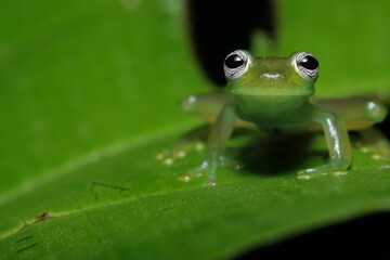 Ghost Glass Frog (Sachatamia ilex)