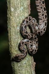 Panamanian Dwarf Boa (Ungaliophis panamensis)