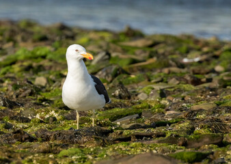 Kelp Gull