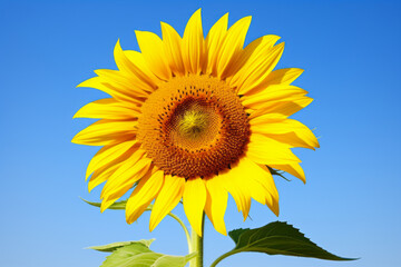 Sunflower in full bloom against a clear blue sky, bright yellow petals radiating from a brown center, sunny, summer