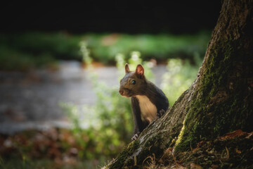 Neugierig schauendes Eichhörnchen hinter einem Baum