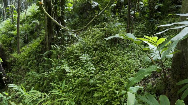 Cinematic gimbal shot of lush vegetation in tropical rainforest in Hilo in Hawaii Island, USA