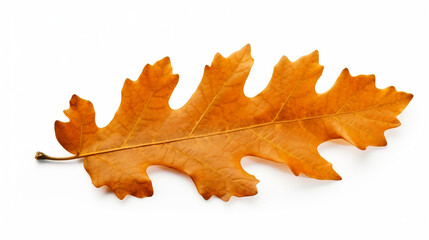Fototapeta premium stockphoto, autumn oak leaf isolated on transparent isolated on a white background. Nature during autumn. Autumn leave, autumn colors.
