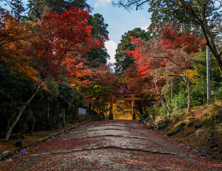Fototapeta na wymiar Fall Foliage Autumn Season at Hiyoshi Taisha in Japan