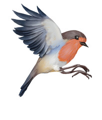 Watercolor Robin bird with spread wings in flight