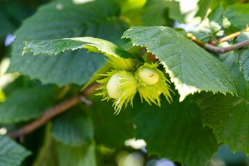 A close up portrait of a bunch of hazelnuts hanging from a hazel tree branch in sunlight under green leaves. The nuts are not green and unripe and still growing.