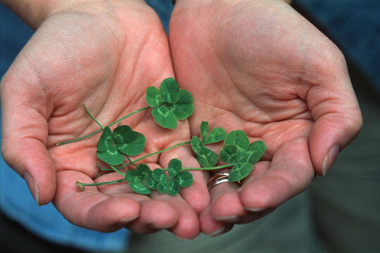 Four Leafed Clovers In Cupped Hands