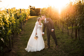 beautiful bride in white dress and groom kissing in the middle of vineyard and grapes, groom...