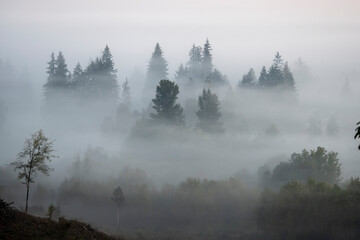 Morning fog shrouds evergreen trees; Washington, United States of America