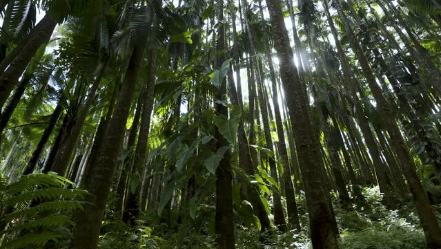 Cinematic gimbal shot of lush vegetation in tropical rainforest in Hilo in Hawaii Island, USA