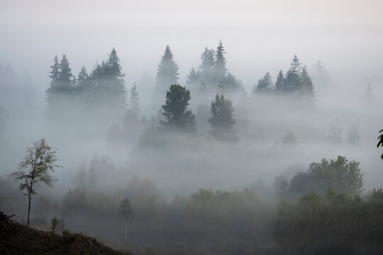 Morning fog shrouds evergreen trees; Washington, United States of America