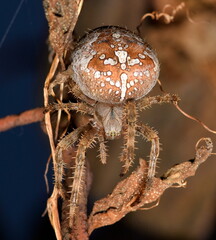Araneus diadematus posing on a dried leaf.