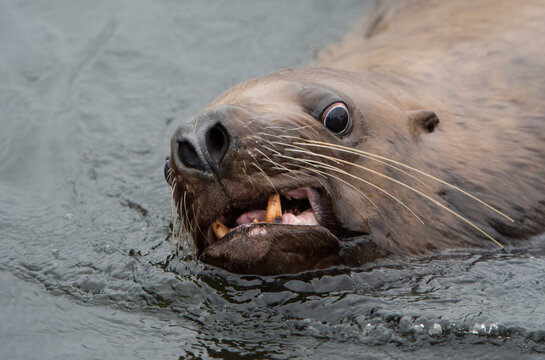 Steller sea lion (Eumetopias jubatus) bares its teeth at the photographer; Inside Passage, Alaska, United States of America